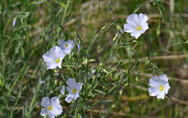 Linum lewisii, Lewis Flax Linum lewisii, Lewis Flax